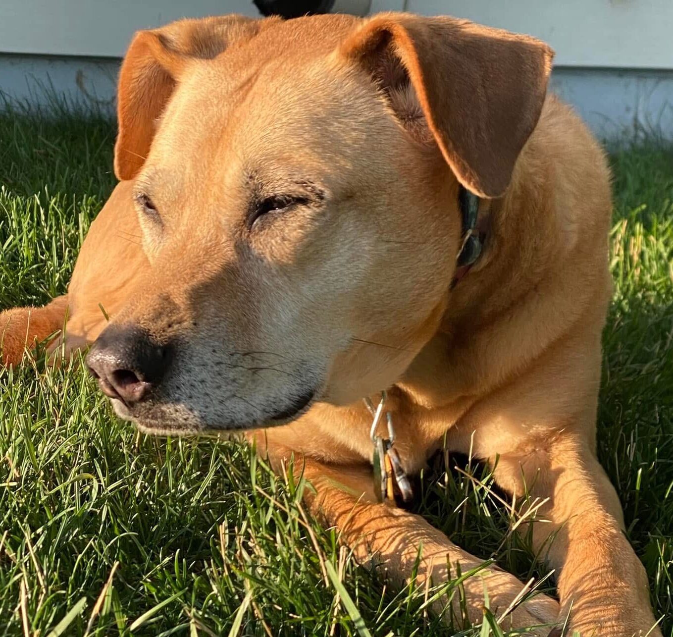 🐾 Meet Mya: Our Rescue