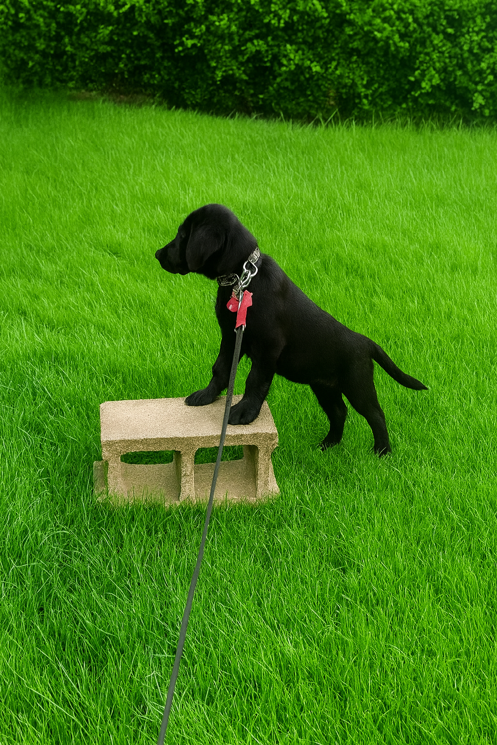 🐾 Meet Olive: A Breath of Fresh Air