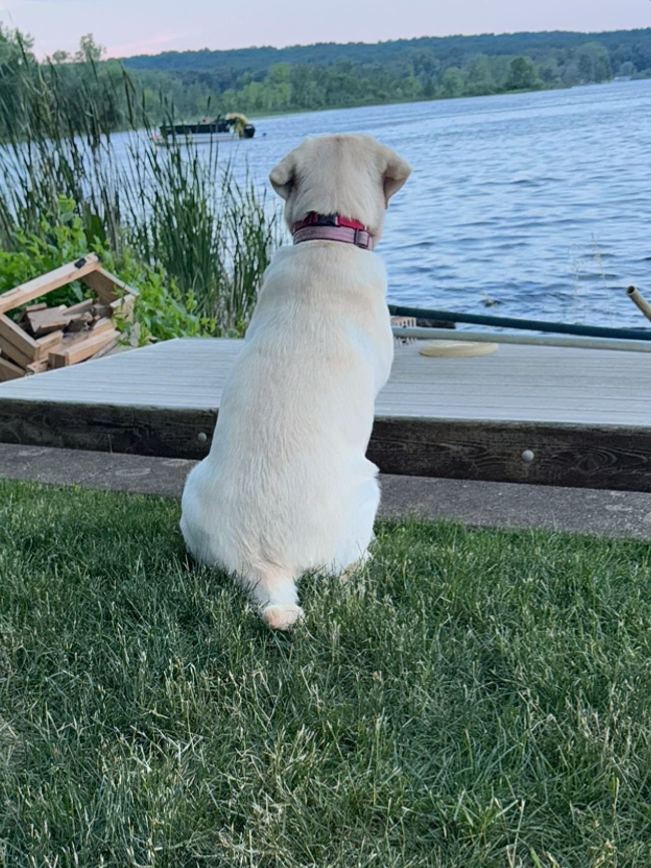 🐾 Meet Nellie: Miss Personality