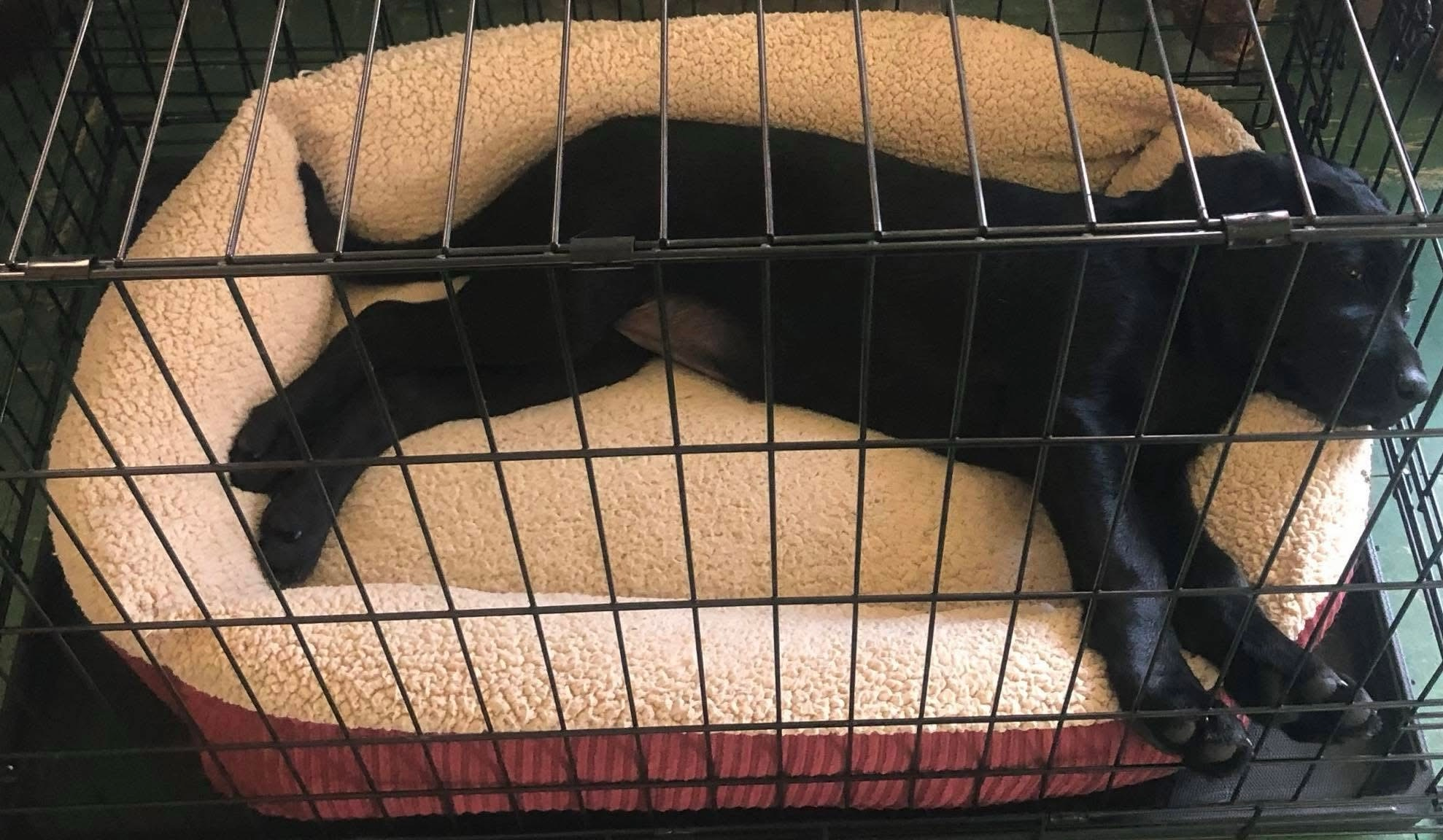 Crate Training Confidence: How I Made the Crate a Happy Place (Without Tears or Guilt)